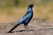 Burchell's starling (Lamprotornis australis) 
