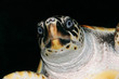 Loggerhead  turtle (Caretta caretta)
