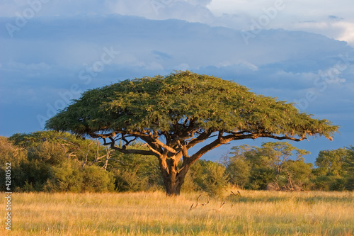 Photo: African Acacia tree, Hwange National Park, Zimbabwe African Acacia tree, Hwange National Park, Zimbabwe