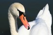 portrait de cygne