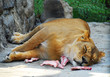 Sleeping lion and meat peaces