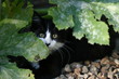 Chaton noir et blanc