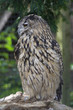European Eagle Owl