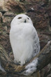 Snowy Owl