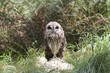 Tawny Owl