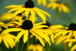 Bienenfleiß