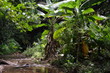AUSTRALIEN - DAINTREE RAINFOREST