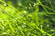 Grass with water drops