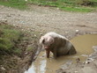 Cochon prenant un bain de boue