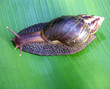 escargot sur feuille de bananier