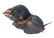 escargot sur fond blanc
