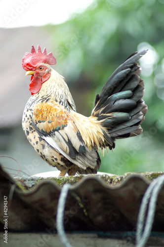 the cock xxxxi the cock xxxxi
