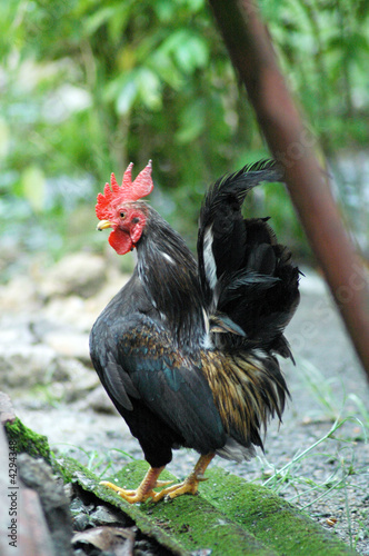 the cock xxxxii the cock xxxxii