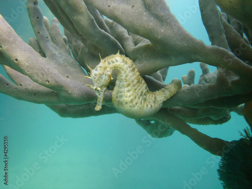 Photo: seahorse on spunge seahorse on spunge