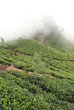Mist and tea bush