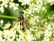 hoverfly