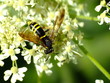 hoverfly