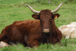 Salers au Pré Salers au Pré