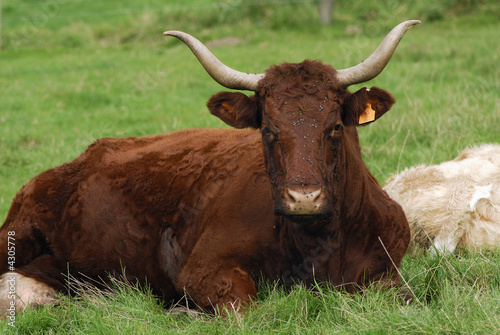 Salers au Pré Salers au Pré