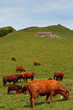 Vaches salers à l'estive