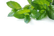 foglie di menta