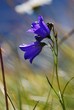 Glockenblume