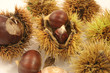 IMG_5941marrons.JPG