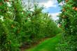 Apple orchard