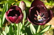 tulpen
