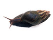 escargot achatine