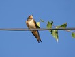 Swallow - Hirundo rustica Swallow - Hirundo rustica