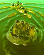 Splish Splash 4