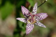 Tricyrtis hirta