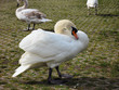 Swans