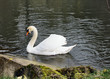Swan Swimming