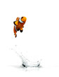 Jumping Clownfish