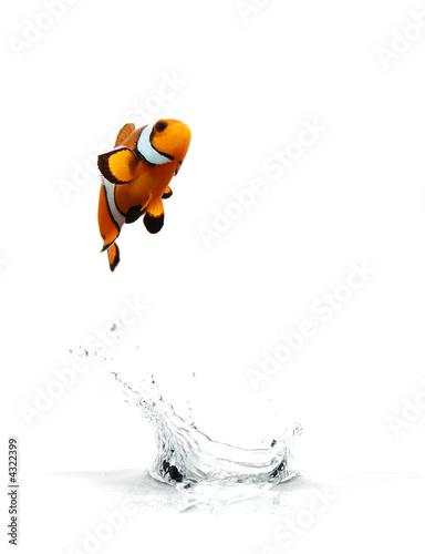 Photo: Jumping Clownfish Jumping Clownfish