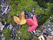 autumn leaves