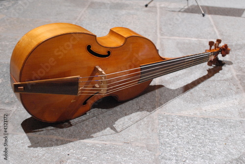 viola viola