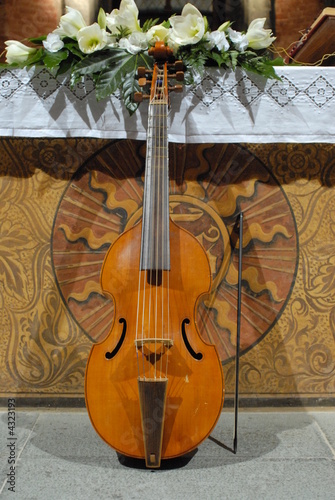 viola