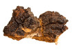 chaga - arboreal mushrooms growing on birch trunk