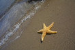 seastar sitting in ocean