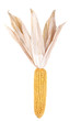Corn