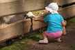 Feeding animals