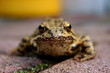 Frosch