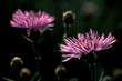 Brown knapweed