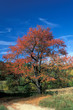 Cherry-tree