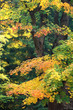 Sycamore