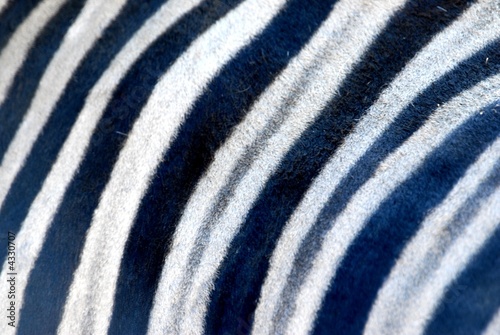 zebra zebra