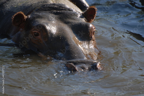 ippopotamo